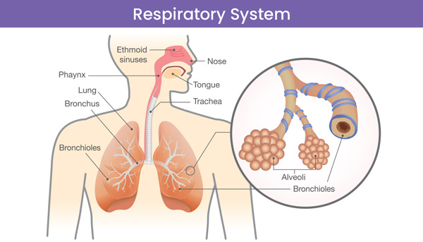 Respiratory system chart and diagram